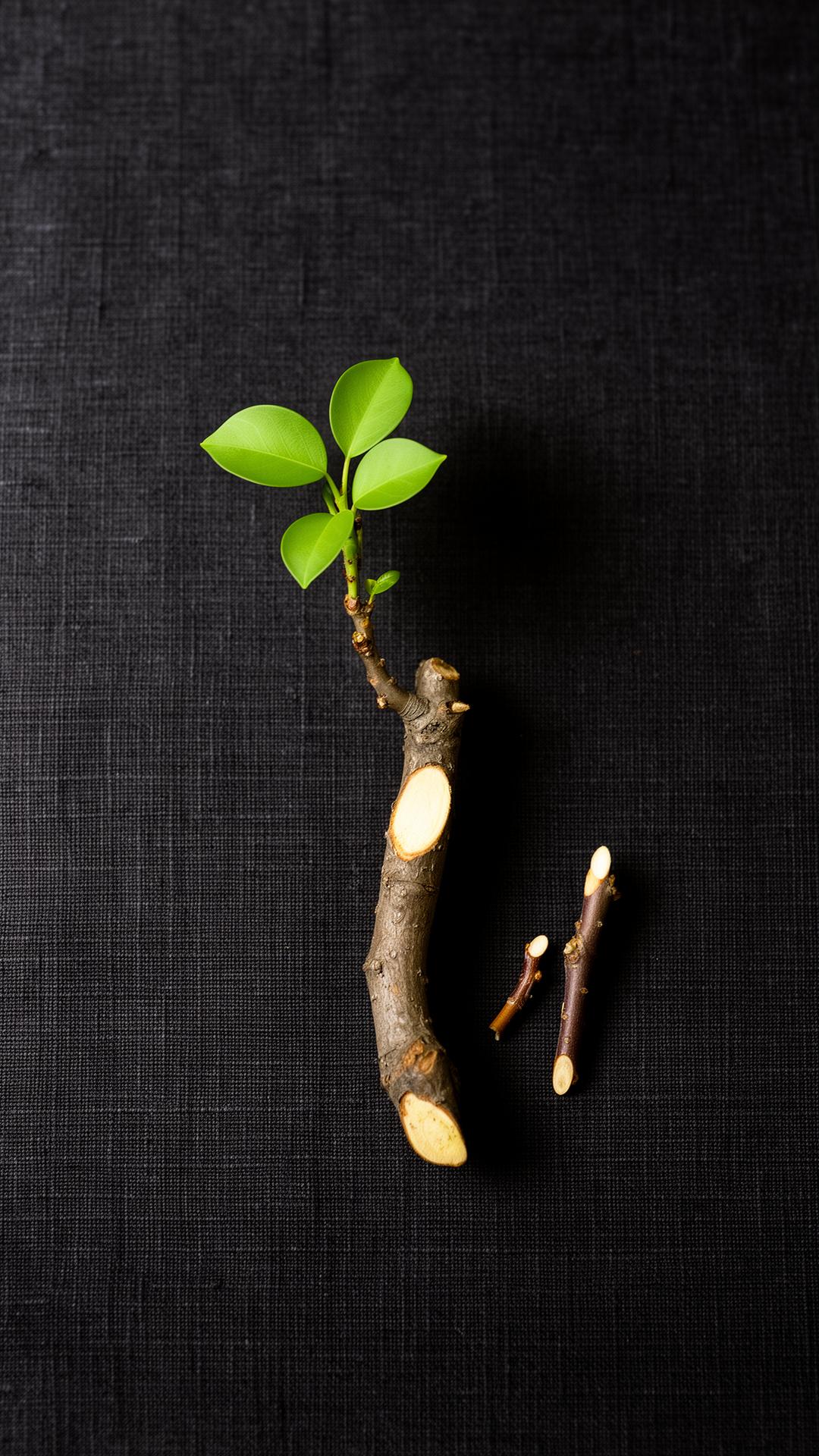 A pruned branch on dark linen with three small green leaves remaining and two clipped twigs set aside
